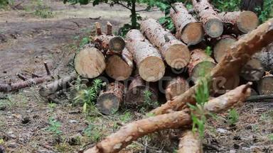 森林<strong>砍伐</strong>的问题.. 从被砍倒的树木中得到的巨大的原木躺在地上的森林里。 折叠的树在地上。 从